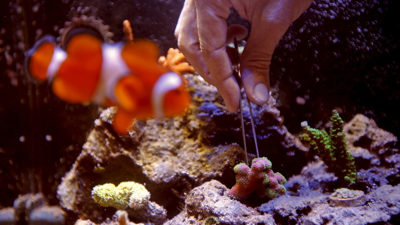 Gefährlicher Frühjahrsputz: Brite reinigt Aquarium, vergiftet sich, ganze Straße wird evakuiert