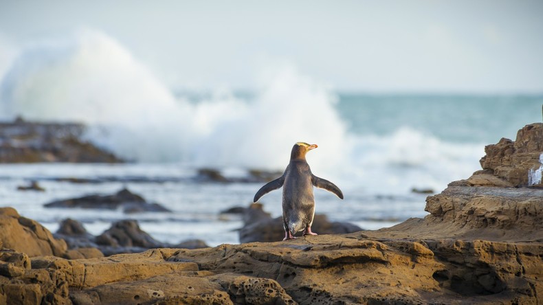 Tausende Pinguine an Neuseelands Küsten verendet - gestiegene Wassertemperaturen schuld