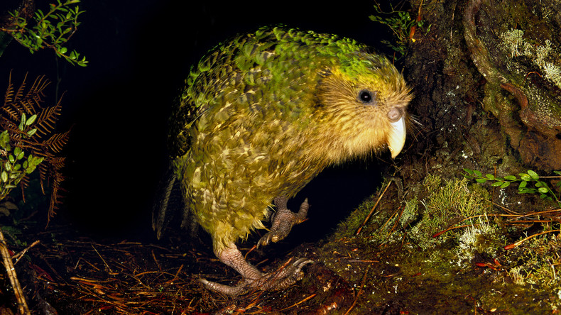 Neuseelands berühmtester Vogel verschwunden