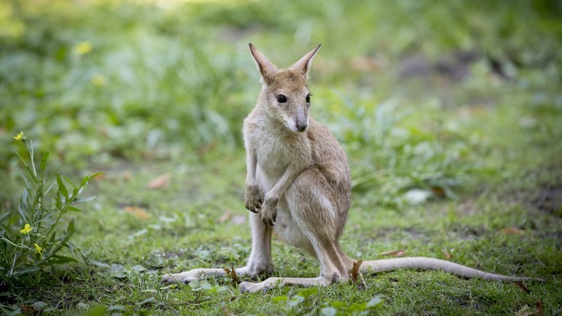 "Kaltblütig": Besucher in chinesischem Zoo tötet Känguru mit Steinen