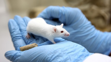 Südkoreanische Biologen "hacken" Gehirn von Labormäusen und lernen deren Instinkte steuern