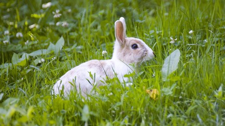 Frohe Ostern? Tierpräparator verwandelt totes Kaninchen in Toaster