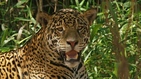 Obsession für Männer und Großkatzen: Zoologen nutzen Parfüm für Feldstudien