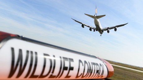 USA: Hund hilft auf Flughafen bei Vorbeugung von Katastrophen