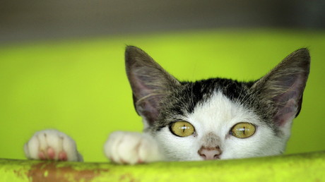 You Are Not Alone: Katzenroboter bringt Koreanern Geselligkeit bei