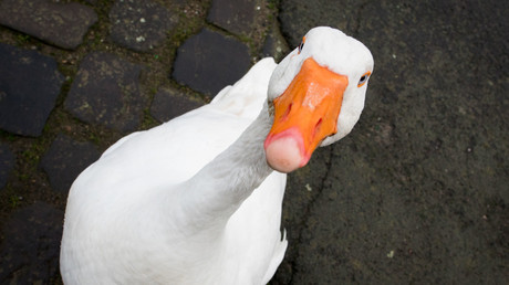 Hitchcocks "Vögel" 2.0: Verzweifelte Gans verliert Freund und lässt Wut an braven Bürgern aus
