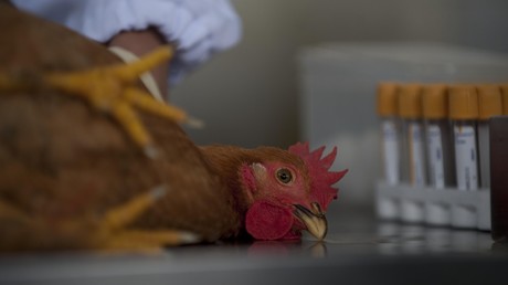 Tschechische Veterinärbehörde entdeckt hochansteckendes Newcastle-Geflügelvirus