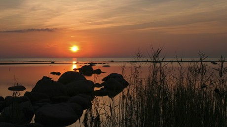 Eingewanderte Krabbenart verändert Ostseebucht