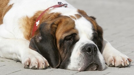 Ende gut, alles gut: Tumor bei Hund entpuppt sich als unverdaute Plüschtiere