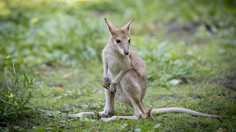 "Kaltblütig": Besucher in chinesischem Zoo tötet Känguru mit Steinen