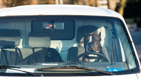 Hund am Steuer: Lkw crasht in Laden, weil Herrchen den Motor laufen ließ
