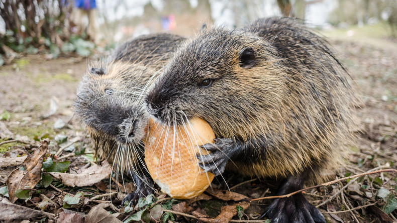 "Besser als Kaninchenfleisch": Italienischer Bürgermeister schlägt vor, Biberratten zu verzehren