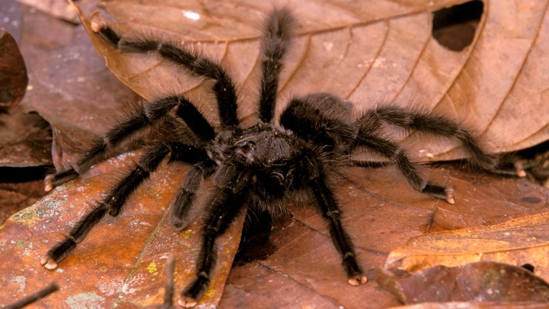 Unerwünschter Eindringling: Feuerwehr sucht riesige Spinne in Bochumer Supermarkt