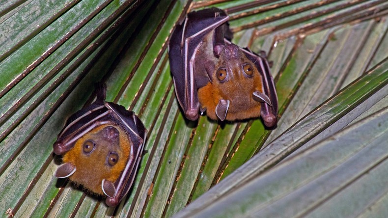 Bislang unheilbare Hirnkrankheit meldet sich in Indien: Mehrere Tote bei Ausbruch von Nipah-Virus