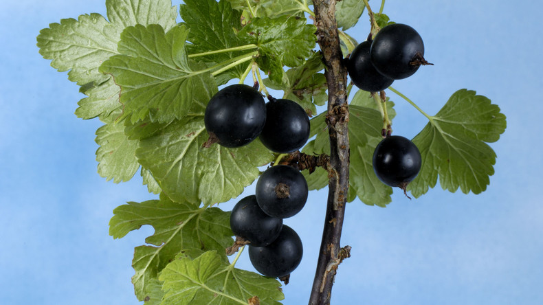 Nach Omas Rezept: Forscher entwickeln ungiftiges Haarfärbemittel aus schwarzer Johannisbeere