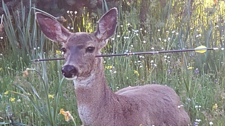 Hirsch lebt mit Pfeil im Kopf – US-Polizei setzt 2.000 Dollar für Informationen über Jagdfrevler aus