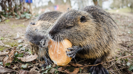 "Besser als Kaninchenfleisch": Italienischer Bürgermeister schlägt vor, Biberratten zu verzehren