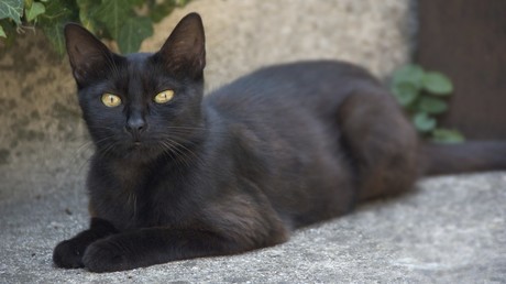 Überraschendes Wiedersehen: Katze kehrt nach 14 Wanderjahren nach Sydney heim