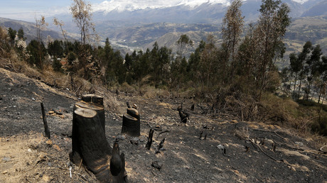 Lateinamerika: Der peruanische Amazonas verliert fast zwei Million Hektar an Wald