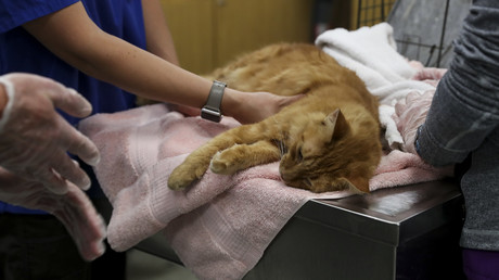 Frau beherbergt 100 Katzen in Einfamilienhaus - 60 Tiere sterben