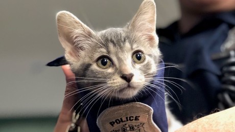 Schnurrkommando im Einsatz: US-Polizei bekommt Polizeikatze zur Verstärkung