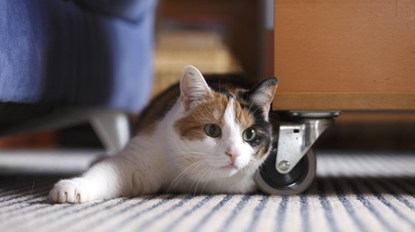 Schuldiger versteckt sich vor Gerichtsvollziehern – Kater liefert Herrchen aus