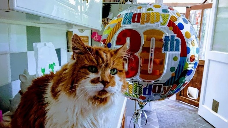 Ältester Kater der Welt feiert 30. Geburtstag – Frauchen hält Tier dem Rampenlicht fern