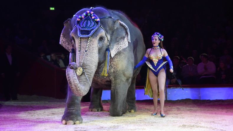 Ein Elefant geht seine eigenen Wege: Rüsseltier bricht aus Zirkus aus und spaziert durch die Stadt