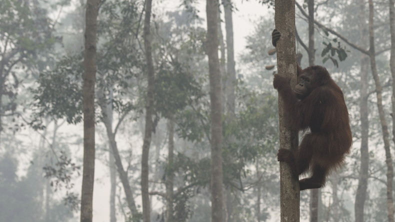 Ungleicher Kampf: Orang-Utan kämpft gegen Bagger, um seinen Wald vor Holzfällern zu retten
