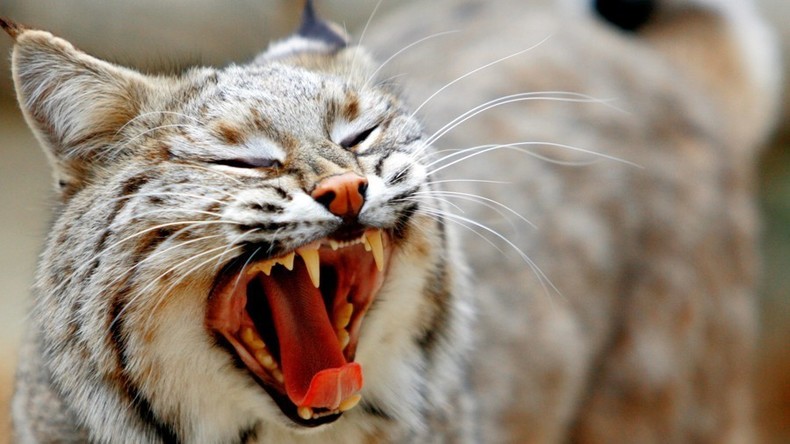 Kampf auf Leben und Tod: Oma tötet tollwütigen Luchs mit bloßen Händen