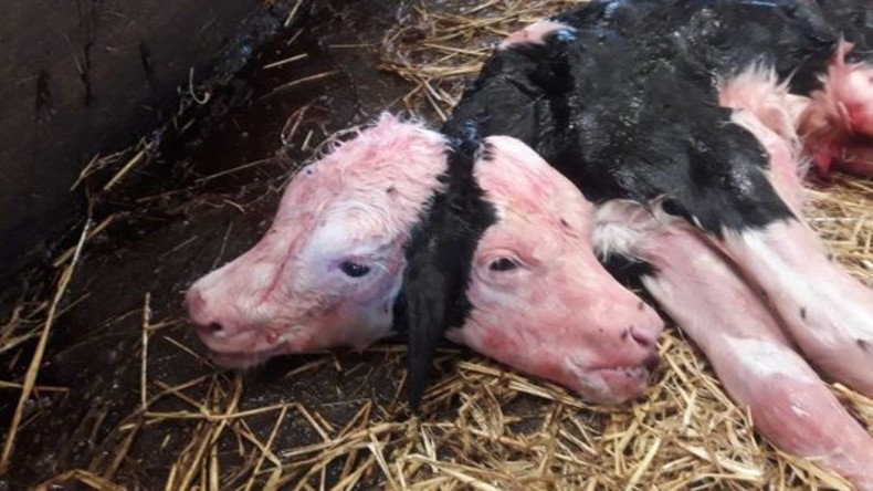 Landwirtschaftshorror in Polen: Kalb mit zwei Köpfen stirbt kurz nach Geburt