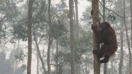 Ungleicher Kampf: Orang-Utan kämpft gegen Bagger, um seinen Wald vor Holzfällern zu retten
