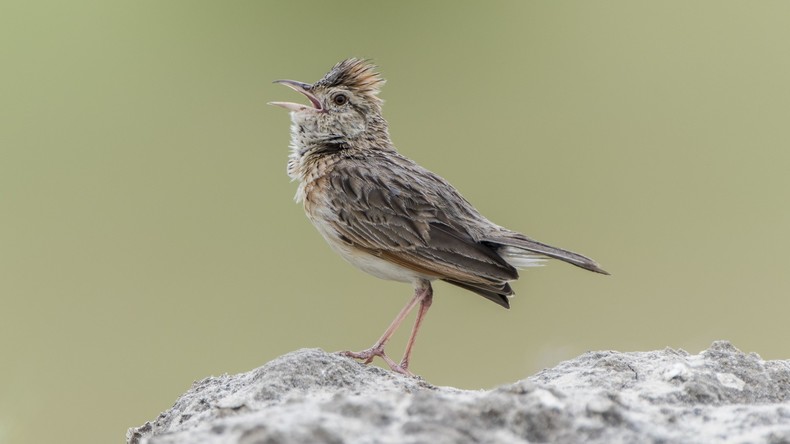 Nacktheit wider die Natur: Wildvögel sind neuem belgischen Nacktbadestrand im Wege