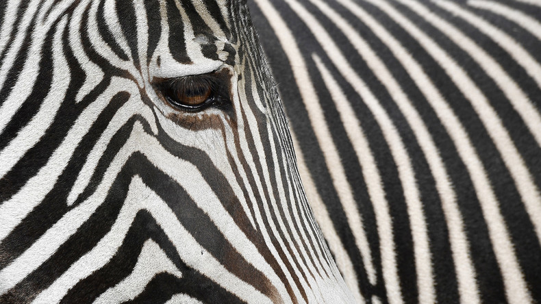 Nah dran: Mitarbeiter von Kairo Zoo malen Esel an und geben sie für Zebras aus