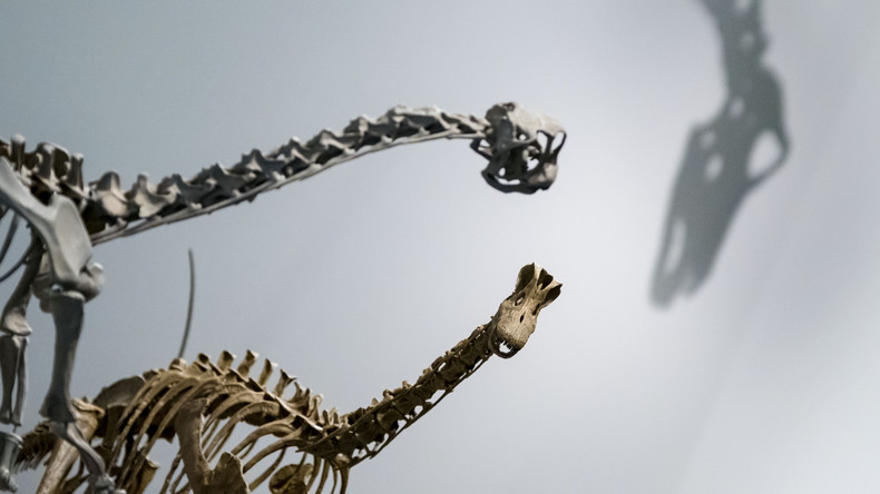 "Bigfoot": Forscher melden weltweit größten Saurierfuß