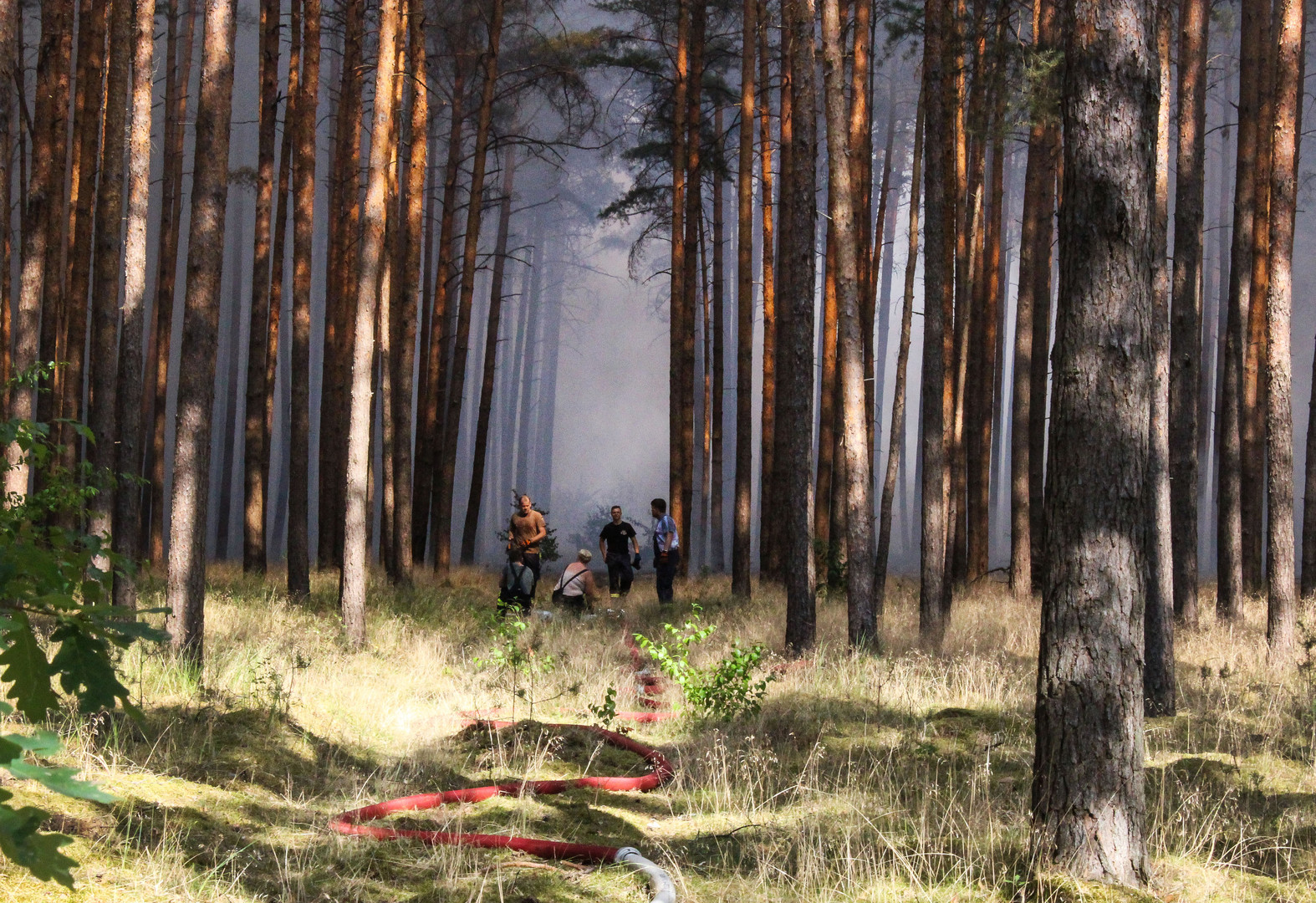 Wegen Brandgefahr: Besuchssperre für Wälder in Mecklenburg-Vorpommern - 75.000 Euro Strafe möglich