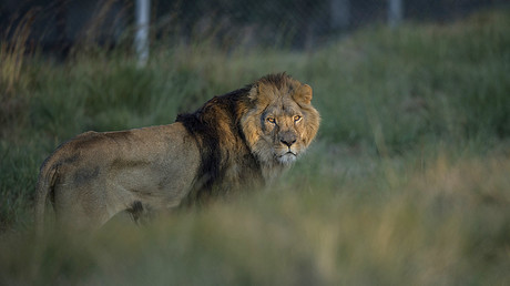 Wenn Natur zurückschlägt: Löwen in Südafrika fressen mutmaßliche Nashorn-Wilderer