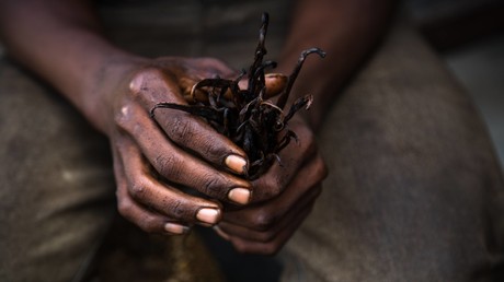 Lieferengpässe bei Vanille – Preisanstieg führt zu Qualitätsverlust