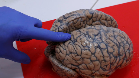 Die Massenpsychose im westlichen Establishment