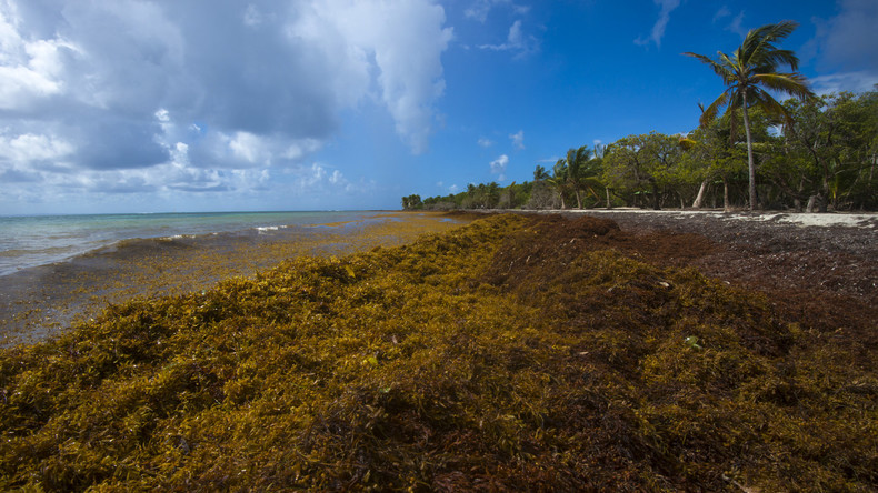 Braunalgen-Plage bedroht Urlaubsregion in Mexiko