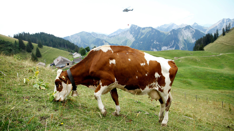Tierische Amtshilfe: Kuhherde hilft US-Polizei bei Festnahme (Video)