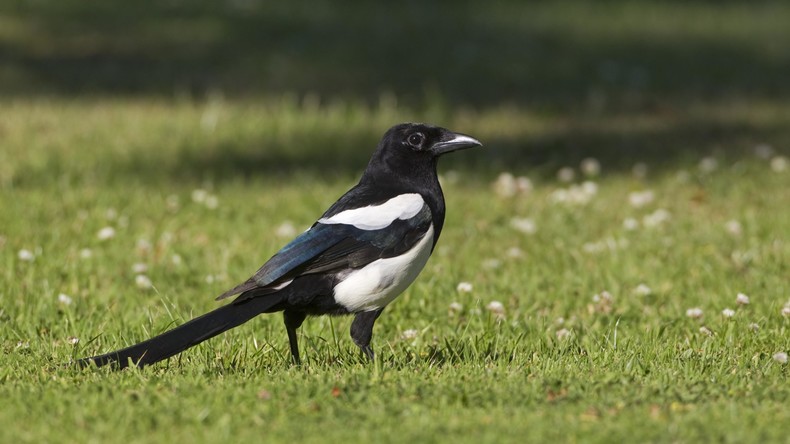 Fleißige Kippensammler: Krähen zum Müllsammeln in französischem Vergnügungspark trainiert