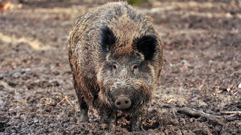Afrikanische Schweinepest erstmals auch in Bulgarien nachgewiesen 