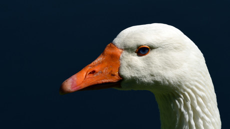 Gans im Glück: Shanghaier Universität immatrikuliert Federvieh, weil Frauchen umziehen muss