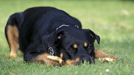 Treu bis in den Tod: Sieben Hunde "beschützen" Herrchen auch nach dessen Ableben