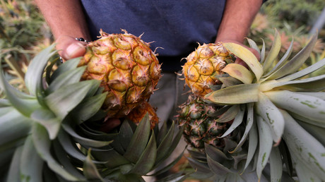 Gefüllte Ananas aus Drogenküche: Spanische Polizei beschlagnahmt 67 Kilo Kokain (Symbolbild)