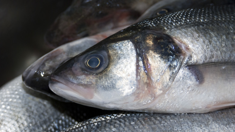 Kuwait: Verkäufer kleben Fischen Plastikaugen an, damit sie frisch aussehen, und werden bestraft