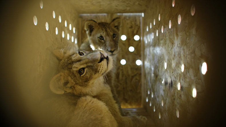 Südafrika: Weltweit erste Retortenlöwen machen Tierschützern Hoffnung auf Rettung von Großkatzen