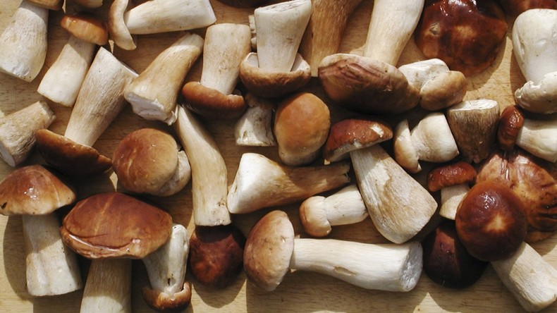 Pilz-Gier geht nach hinten los: Männer sammeln zu viele Pilze und müssen Strafe zahlen