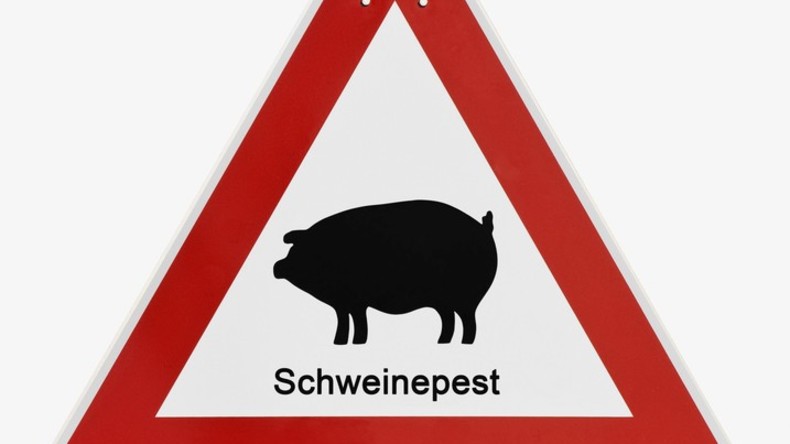 Belgien: Afrikanische Schweinepest nahe deutscher Grenze nachgewiesen